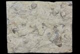 Crinoid Fossils ( Species) - Gilmore City, Iowa #86375-2